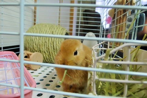 ティンちゃんと遊ぶ