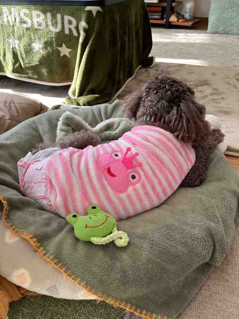 サクラに学ぶ小さな幸せの日々