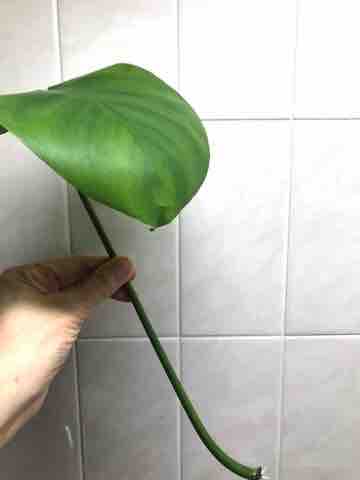 期待していなかった茎から根が生えた！