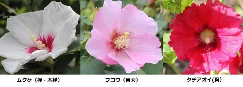 三姉妹のようなムクゲにフヨウにタチアオイ ありふれた毎日 三姉妹のようなムクゲにフヨウにタチアオイ ありふれた毎日