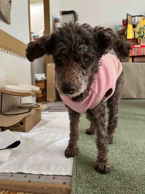 サクラ17歳最後の日の記録