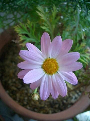 マーガレット ありふれた毎日