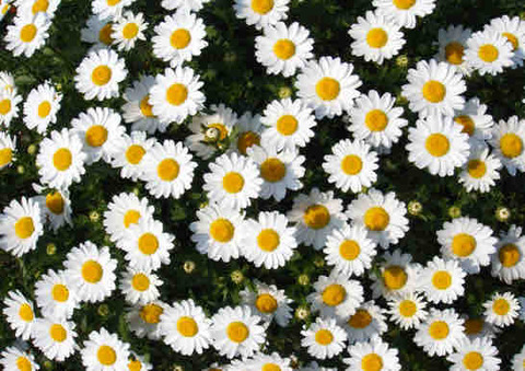 今日のような日を花に例えると…