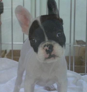 ペットショップで