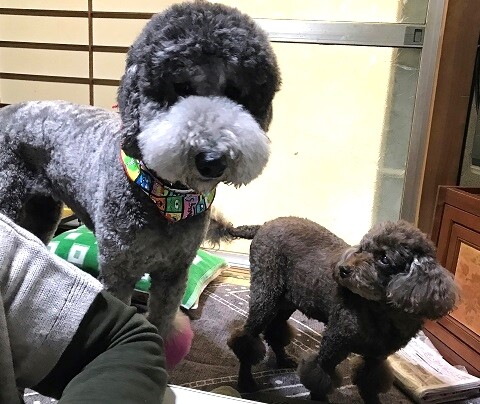 実家で2プードルズと散歩