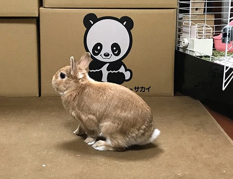 パンダとウサギ