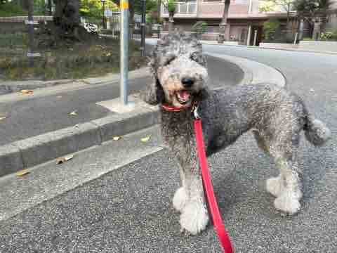 秋風が吹き始め、ポチコが帰って行きました
