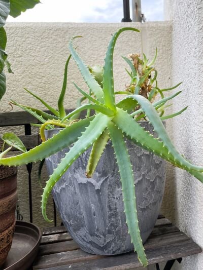 ベランダ掃除とツクツクボウシの日