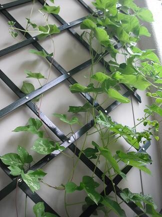 朝顔日記 その3