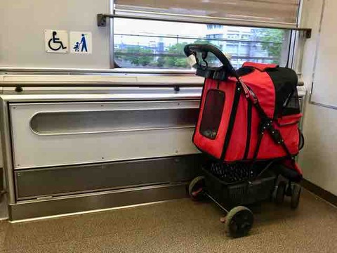 初めて犬と散歩した夫