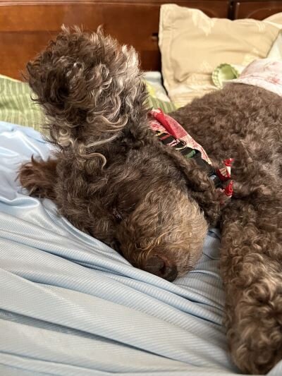 正午まで眠り続けたサクラ