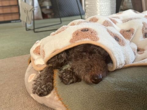 赤いリードはサクラとの赤い糸