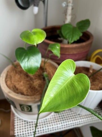キミはポトスか と思うほど小さなモンステラ ありふれた毎日