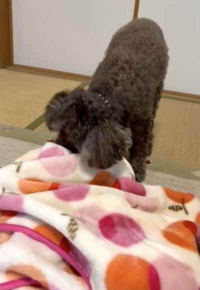 7ヶ月ぶりに空き家の実家に行きました