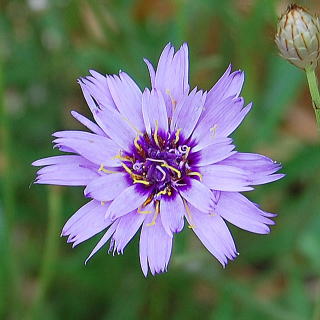 catananche_n02