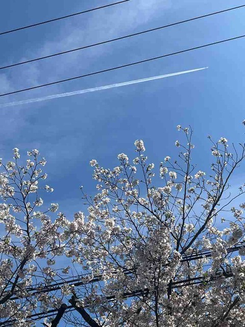 今年もサクラとお花見ができました