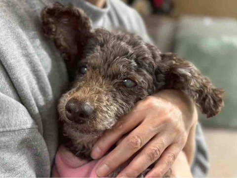 18歳のサクラを囲んで