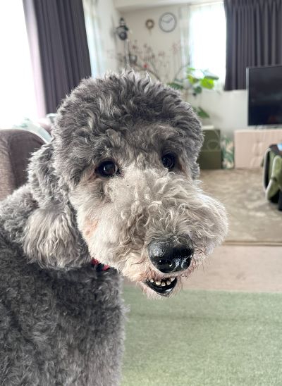 久しぶりにポチコと再会