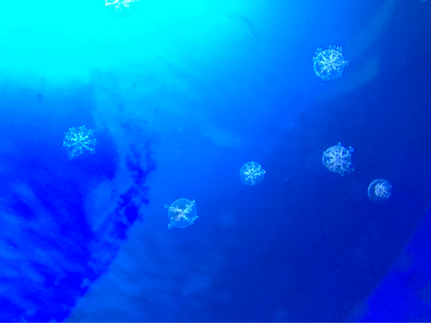 水族館