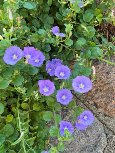 もと職場のお父さんのような大先輩に最後のお別れ