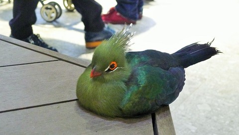 17577
