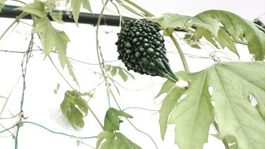 ベランダのゴーヤ ありふれた毎日 ベランダのゴーヤ ありふれた毎日