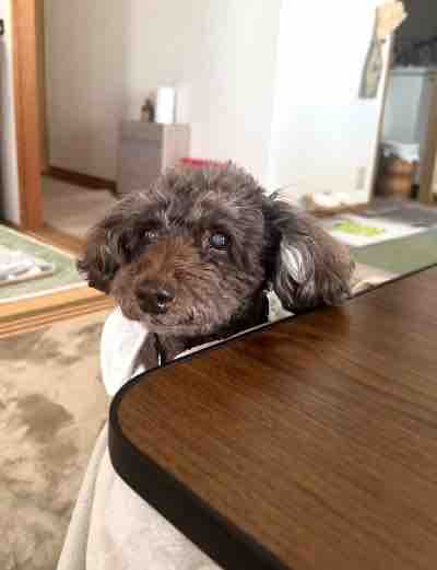 痙攣から3日目、今日のサクラ