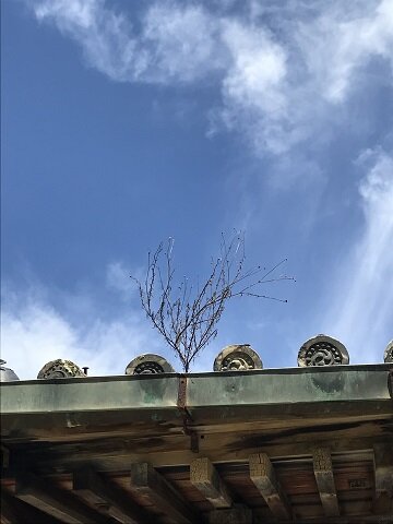 IMG_2920 - コピー