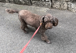 老犬に優しい人達