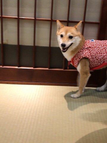 豆柴カフェ＠倉敷