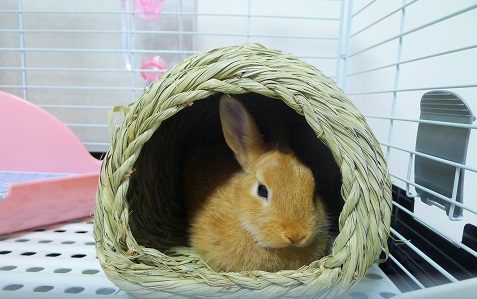 香箱座り ありふれた毎日