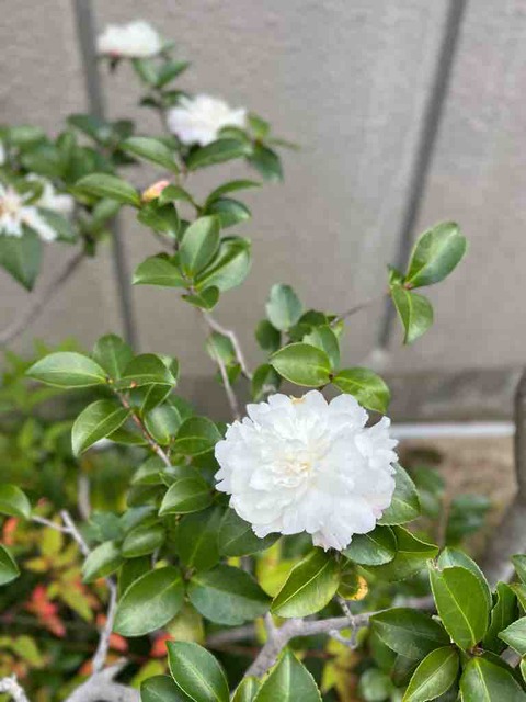 そんな穏やかな毎日