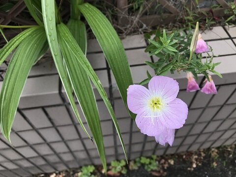 縁 へり に咲く花 ありふれた毎日 縁 へり に咲く花 ありふれた毎日