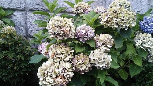 紫陽花の季節を過ぎても ありふれた毎日