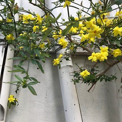 黄色の花を集めながら 花の名前について思うこと ありふれた毎日