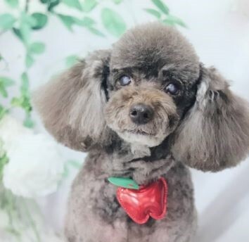 サクラに会いに来てくれた娘夫婦