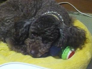 旅行から帰ってからの日常①