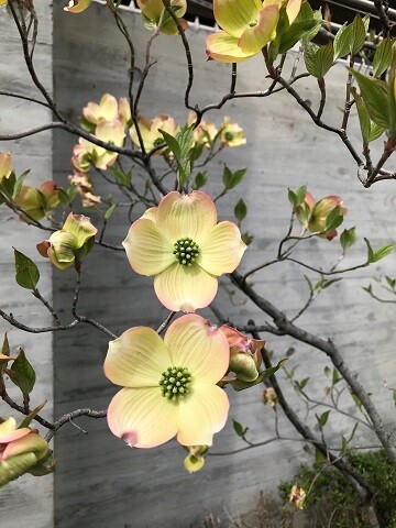 ちょっと待ってね、ハナミズキさん