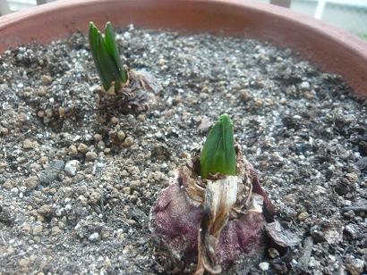 今年のヒヤシンス