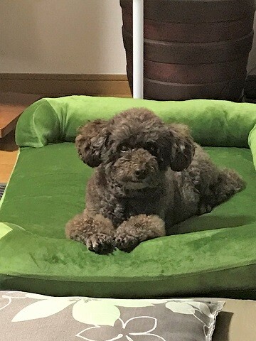 母とサクラのショートステイ1日目