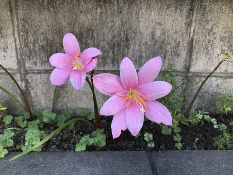 縁 へり に咲く花 ありふれた毎日 縁 へり に咲く花 ありふれた毎日