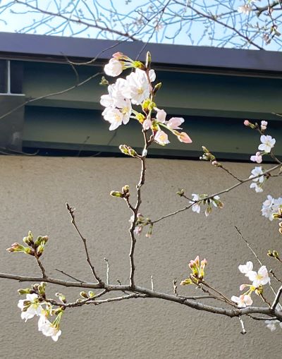 朝と夕、桜の蕾観察をしながらサクラと散歩