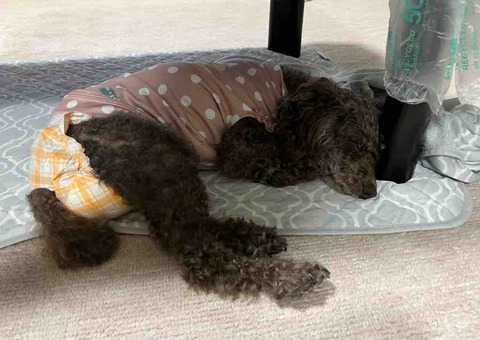 86歳と0歳の対面が楽しみ