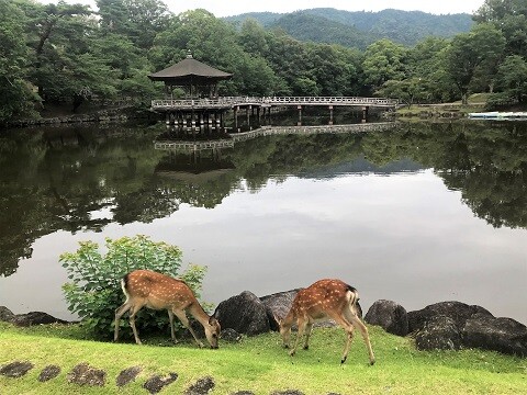 ふふ奈良 散策と部屋タイム