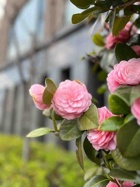 春の花々/サクラの爪切り