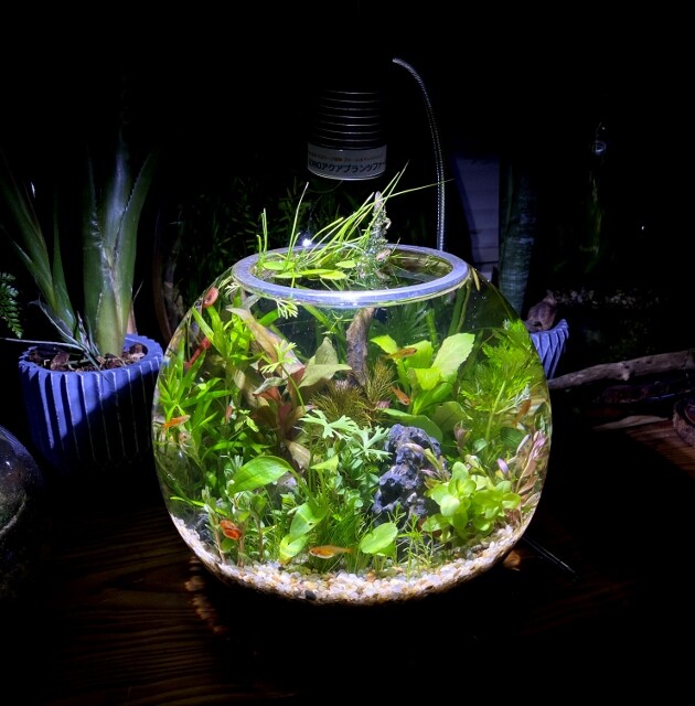 人工流木で作るボトルアクアリウム : SONOアクアプランツ