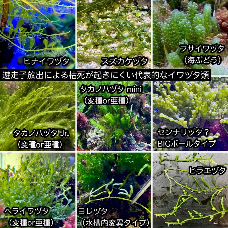 SONO海藻SET通販】ご注文・商品詳細等について : SONOアクアプランツ