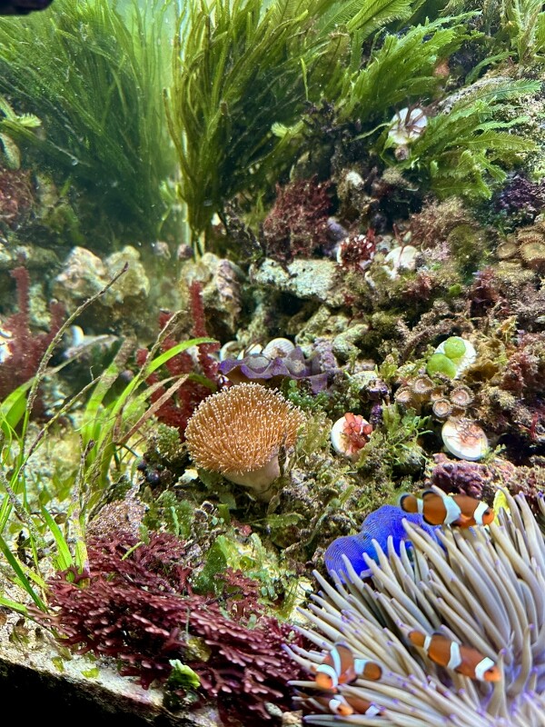 水草 海藻 サンゴ