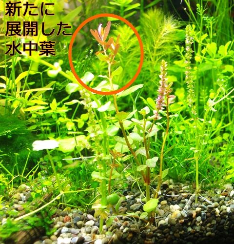 Q 花が咲いた水草はそのまま植えても良いのでしょうか Sonoアクアプランツファーム水草情報局