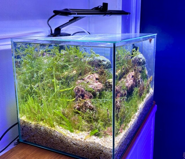底面フィルター“海水水槽 編” : SONOアクアプランツファーム水草